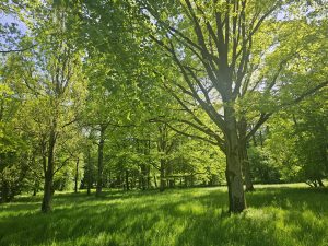 Leśne TermoSPA - heading