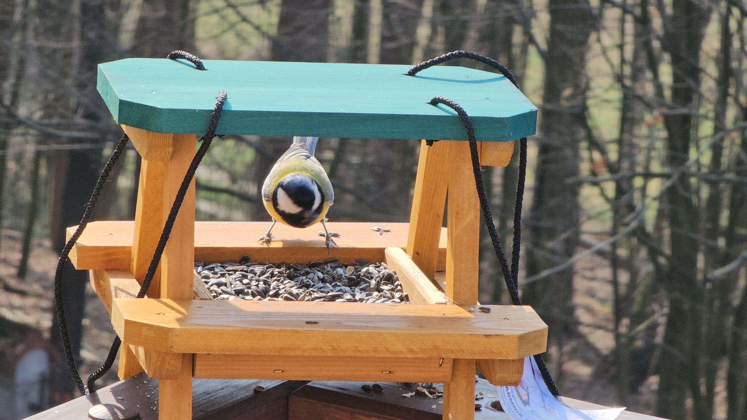 Leśne TermoSPA_ogród